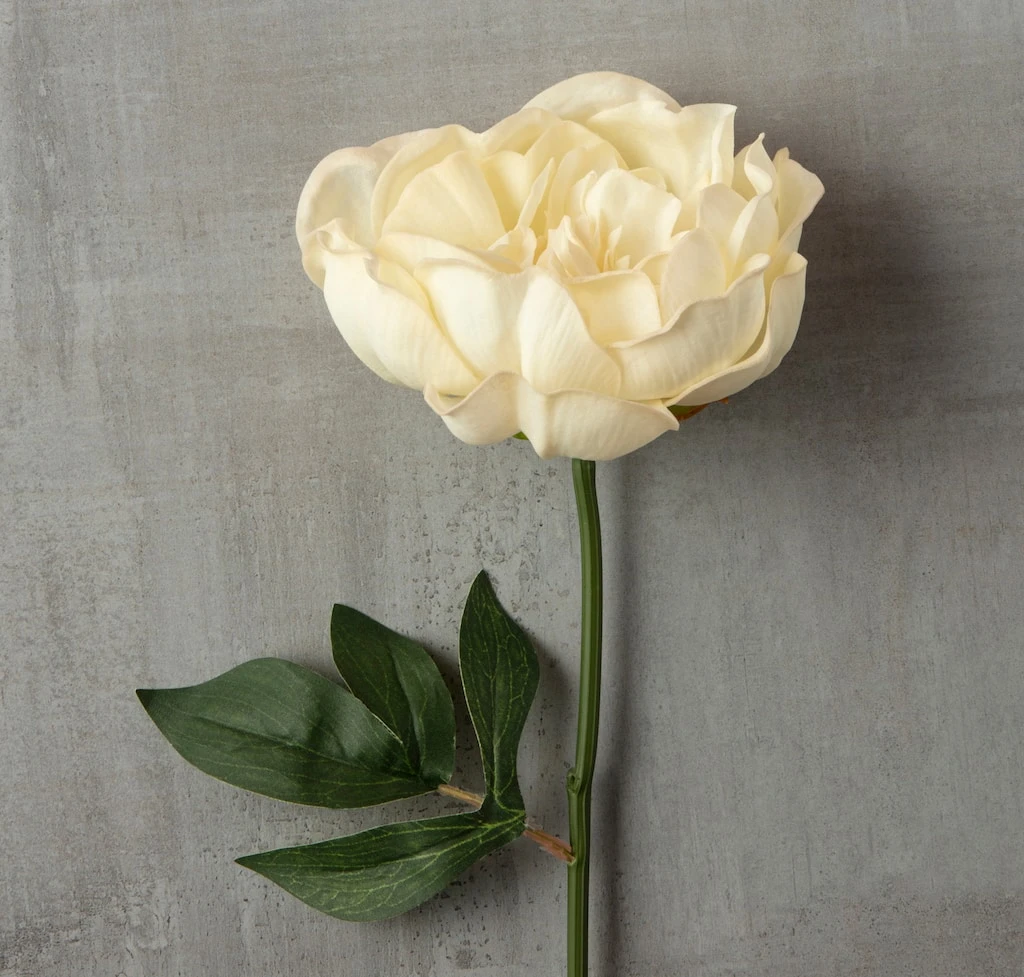 Promo ๐งจ 12 Pack: White Peony Stem by Ashland® ๐ฅ 8 Promo ๐งจ 12 Pack: White Peony Stem by Ashland® ๐ฅ - Image 6