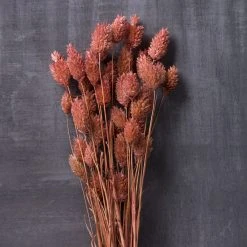 Cheap ⭐ 6 Pack: Coral Poa Grass Bundle by Ashland® 🌟 -Ashland Shop MP628612 22