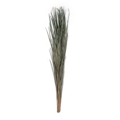 Cheapest ⌛ 8 Pack: Green Magnolia Flax Grass Bundle by Ashland® ⌛ -Ashland Shop MP646374 21